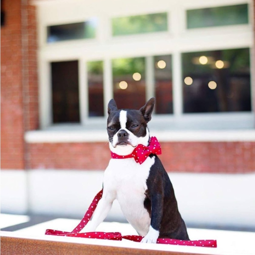 Unique Style Paws Red and White Polka Dot Dog Collar with Bow Tie Size XL